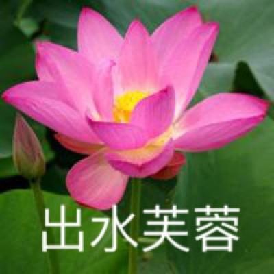 像素人对决龙珠游戏下载
